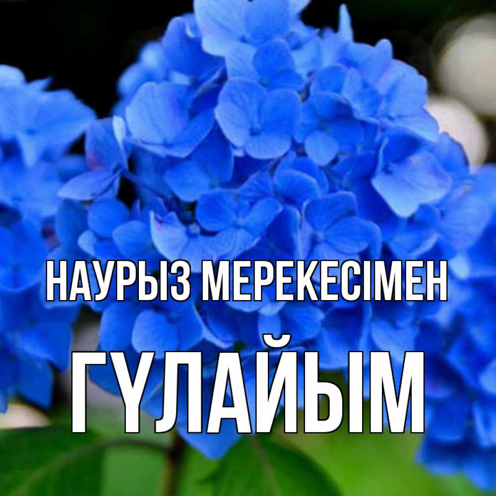 Күн сайын ашық хат с именем, ГҮЛАЙЫМ Наурыз мерекесімен синие цветы Онлайн тегін жүктеп алу тілектері бар керемет карта 