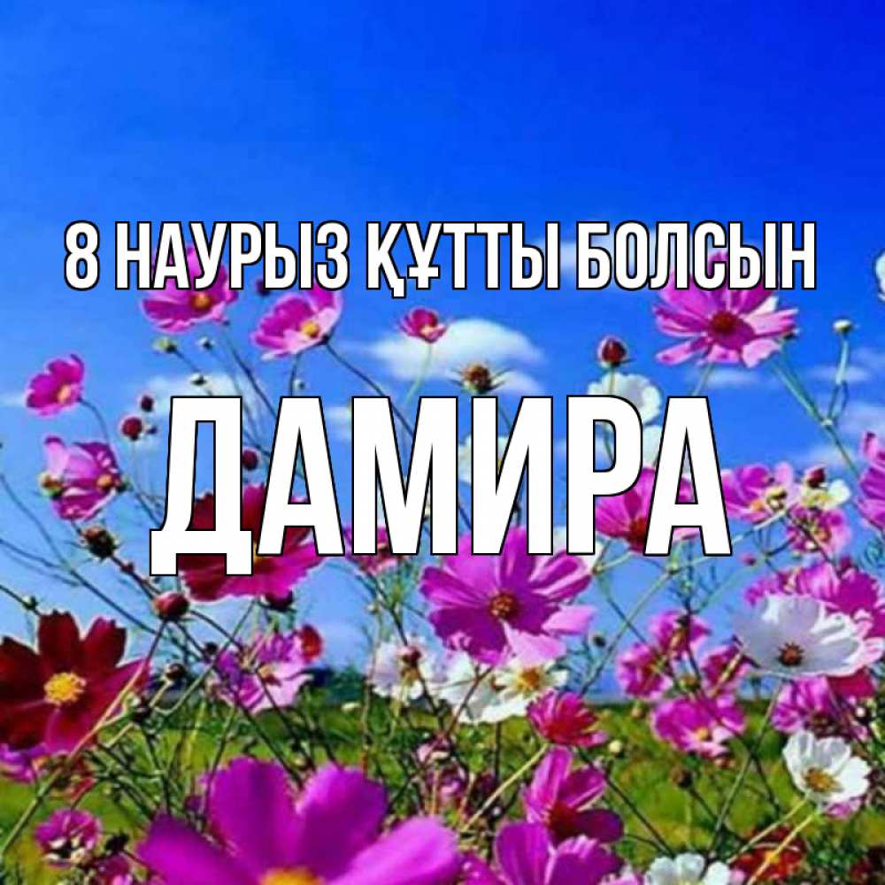 Күн сайын ашық хат с именем, ДАМИРА 8 наурыз құтты болсын цветы Онлайн тегін жүктеп алу тілектері бар керемет карта 