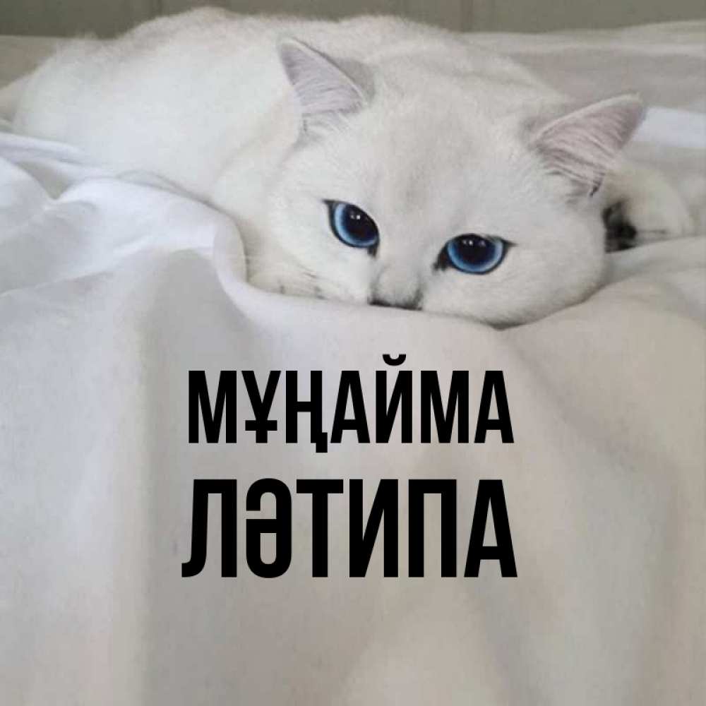 Күн сайын ашық хат с именем, ЛӘТИПА Мұңайма Голубоглазая кошка Онлайн тегін жүктеп алу тілектері бар керемет карта 