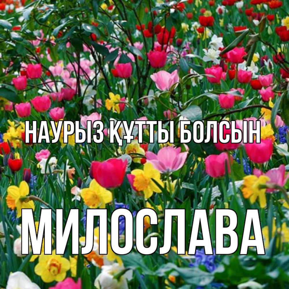 Күн сайын ашық хат с именем, Милослава Наурыз құтты болсын с наурызом поздравления для женщины Онлайн тегін жүктеп алу тілектері бар керемет карта 