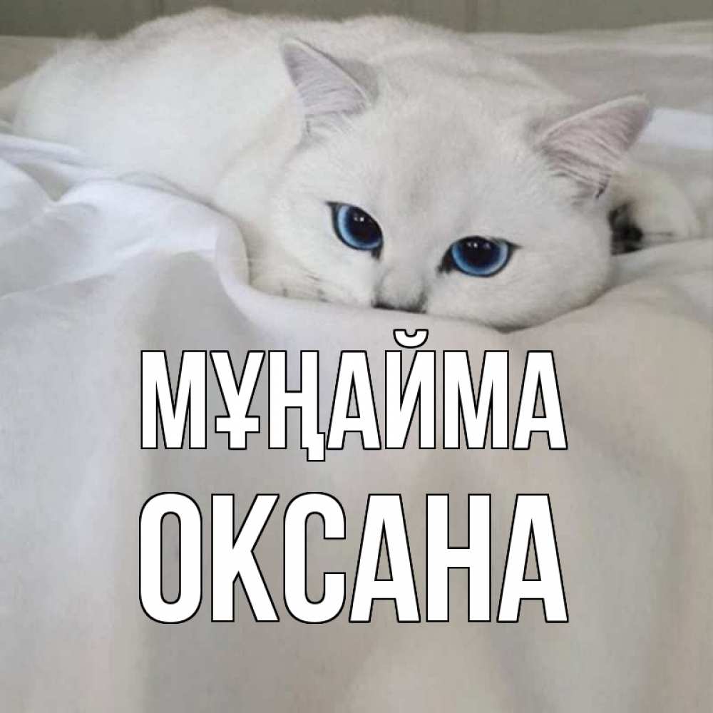 Күн сайын ашық хат с именем, Оксана Мұңайма белый кот с голубыми глазами на белоснежной кровати Онлайн тегін жүктеп алу тілектері бар керемет карта 