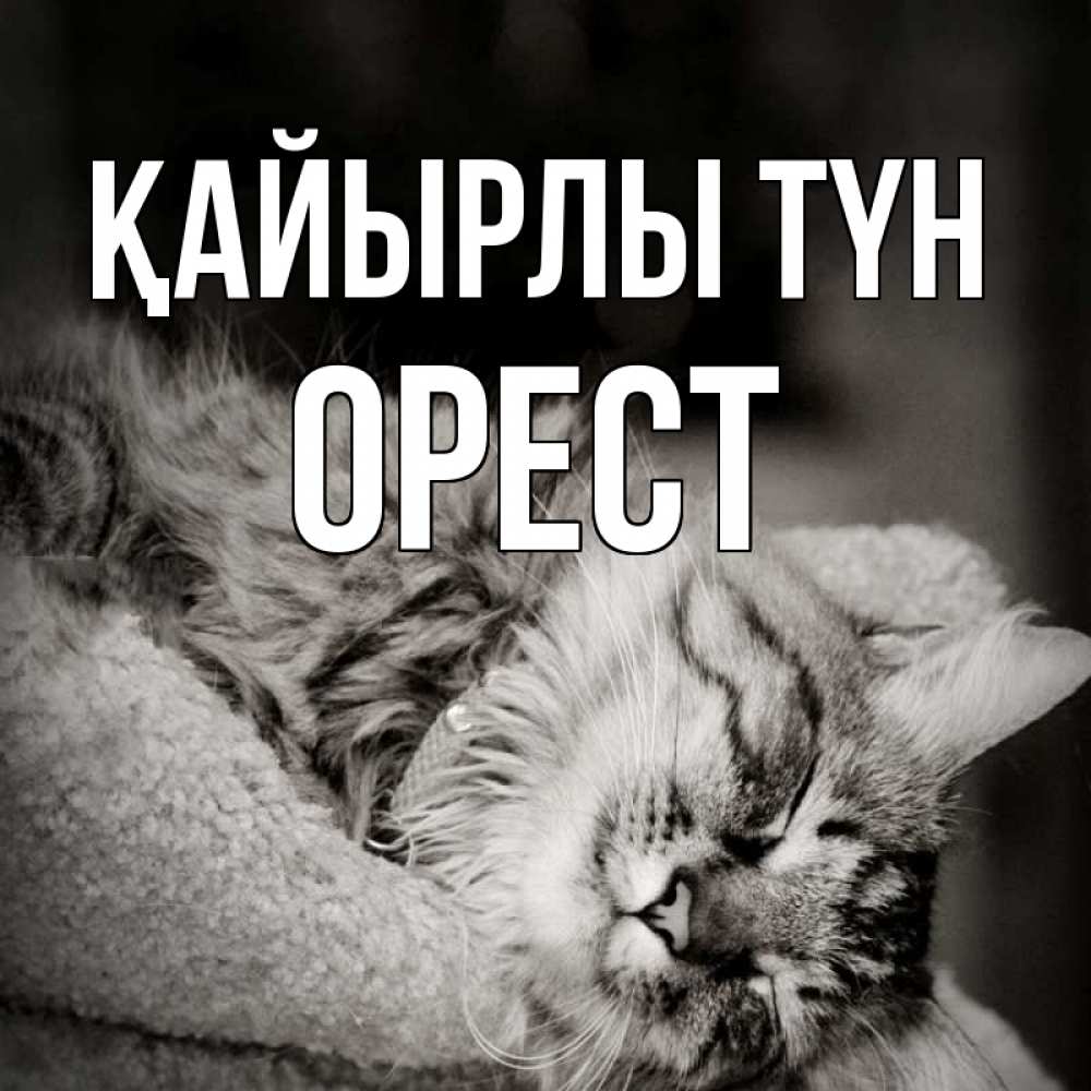 Күн сайын ашық хат с именем, Орест Қайырлы түн котярик пушистый Онлайн тегін жүктеп алу тілектері бар керемет карта 