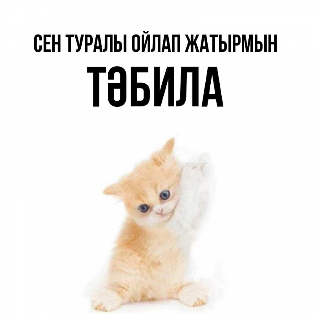 Күн сайын ашық хат с именем, ТӘБИЛА Сен туралы ойлап жатырмын зверушки и милота Онлайн тегін жүктеп алу тілектері бар керемет карта 