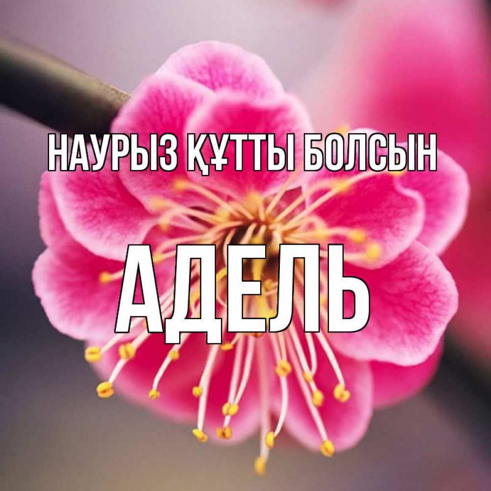 Күн сайын ашық хат с именем, Адель Наурыз құтты болсын цветы Онлайн тегін жүктеп алу тілектері бар керемет карта 