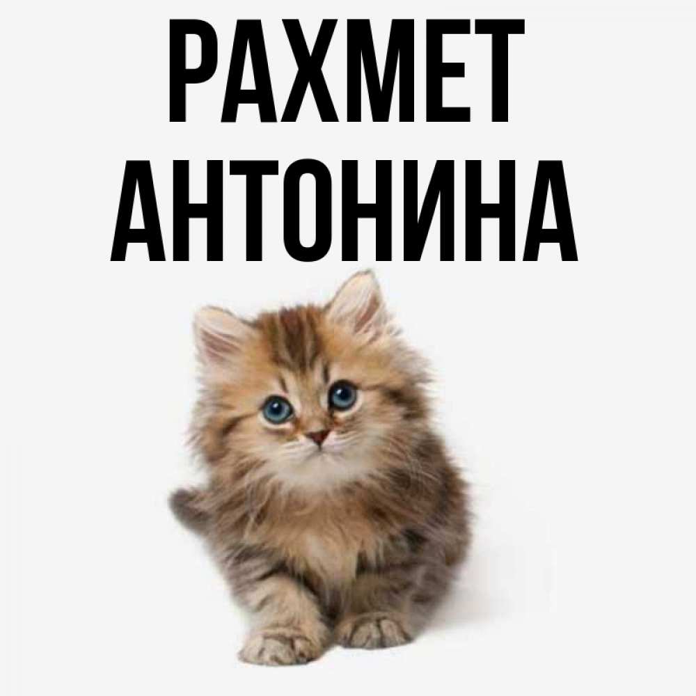 Күн сайын ашық хат с именем, Антонина рахмет пушистый котик Онлайн тегін жүктеп алу тілектері бар керемет карта 
