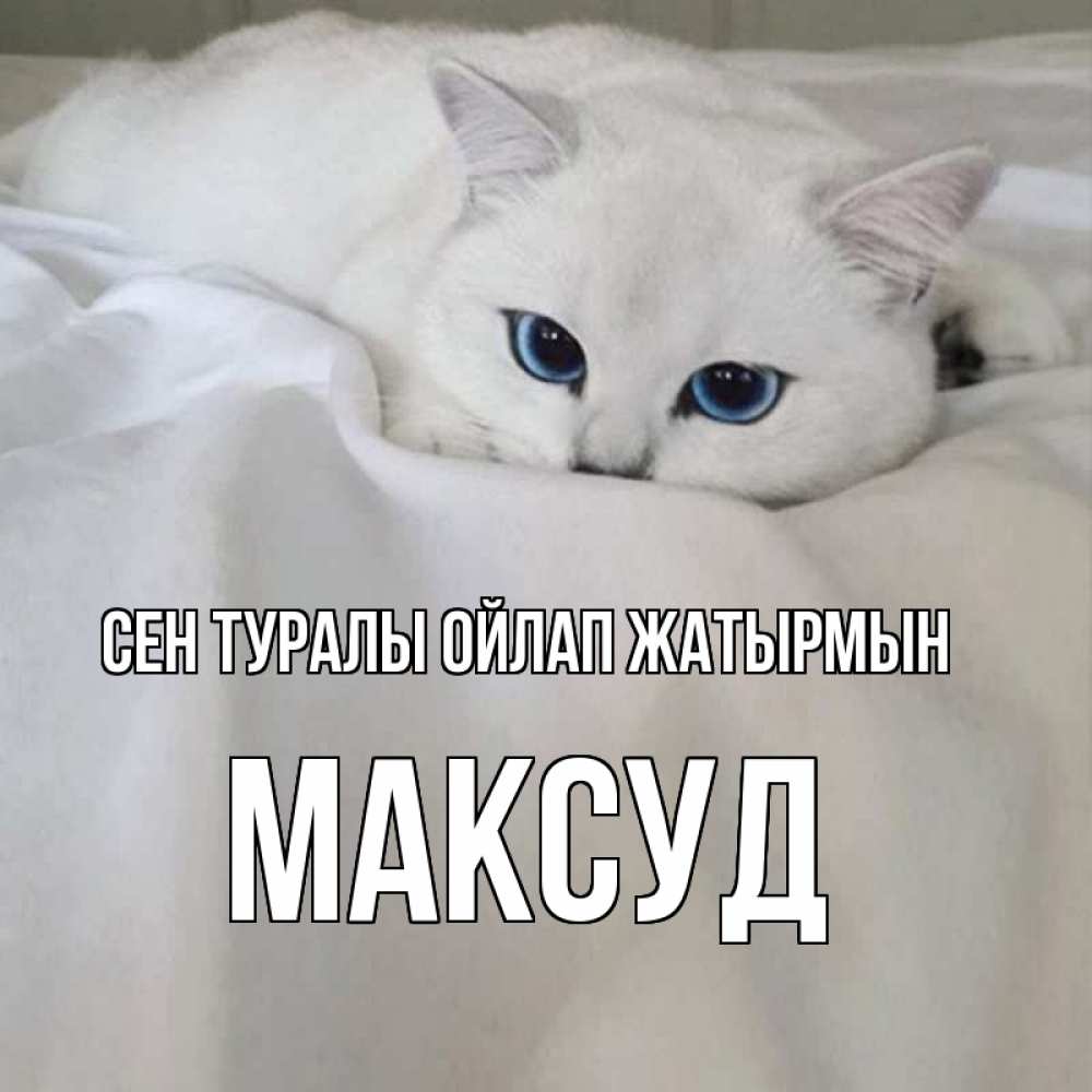 Күн сайын ашық хат с именем, Максуд Сен туралы ойлап жатырмын я очень по тебе скучаю и тоскую Онлайн тегін жүктеп алу тілектері бар керемет карта 