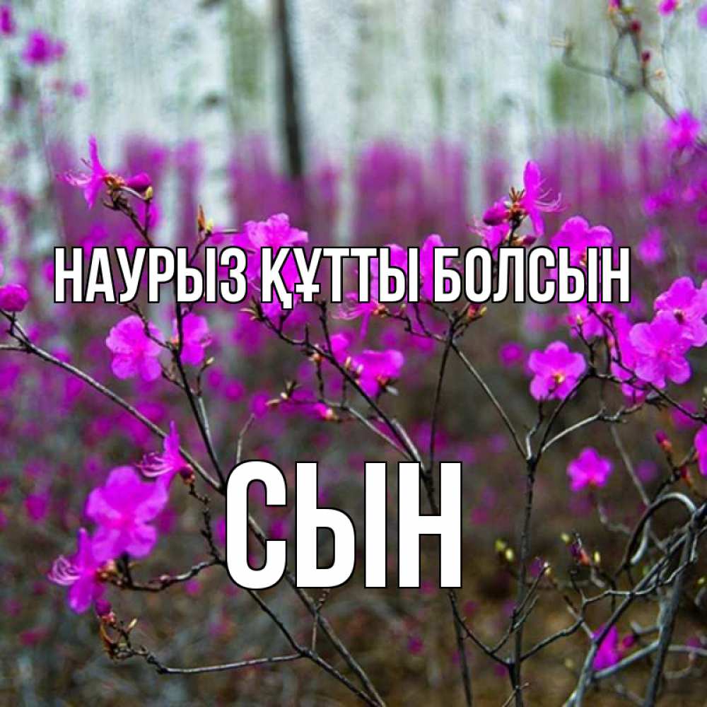 Күн сайын ашық хат с именем, Сын Наурыз құтты болсын дикие цветы Онлайн тегін жүктеп алу тілектері бар керемет карта 