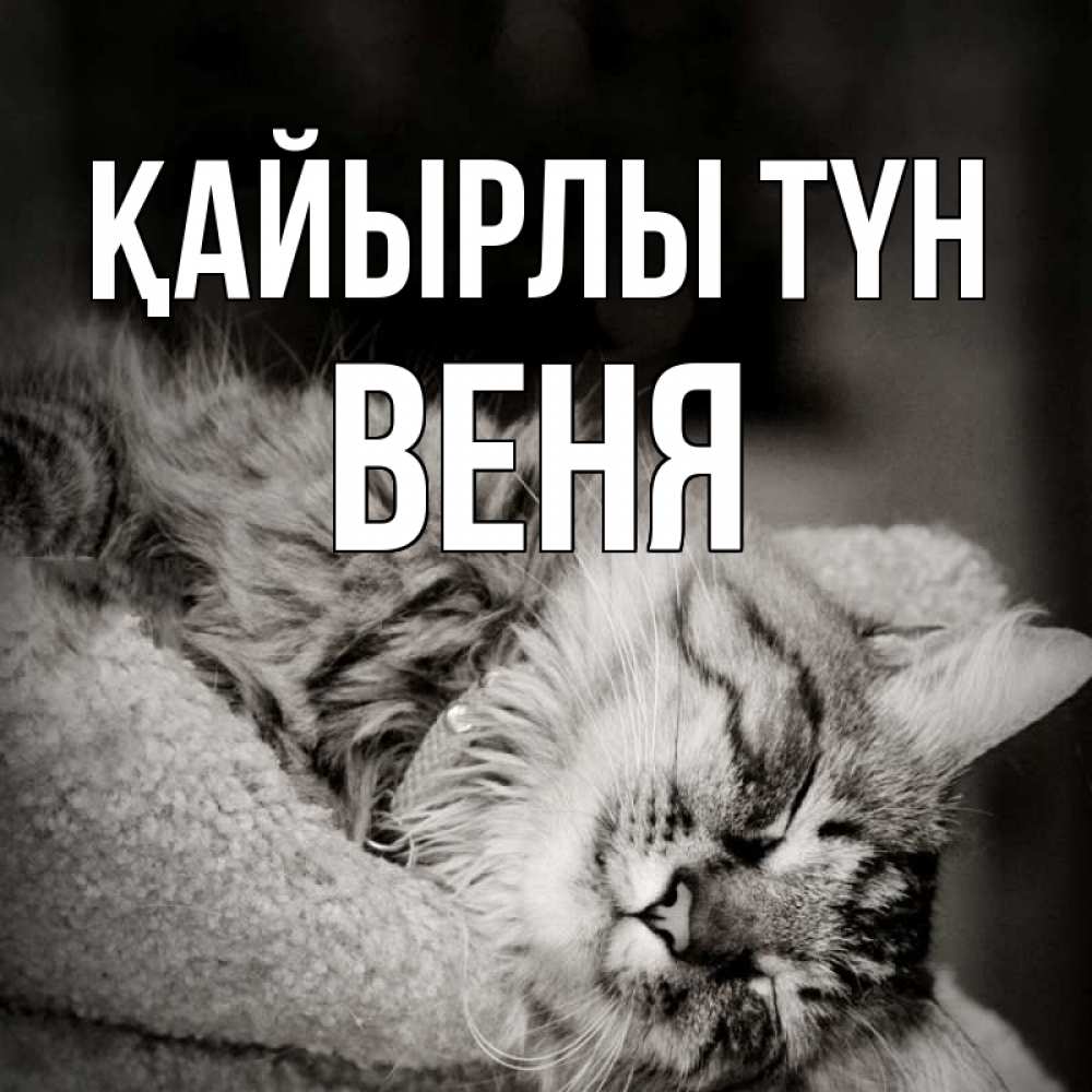 Күн сайын ашық хат с именем, Веня Қайырлы түн котярик пушистый Онлайн тегін жүктеп алу тілектері бар керемет карта 