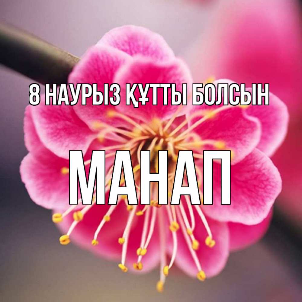 Күн сайын ашық хат с именем, МАНАП 8 наурыз құтты болсын цветы Онлайн тегін жүктеп алу тілектері бар керемет карта 