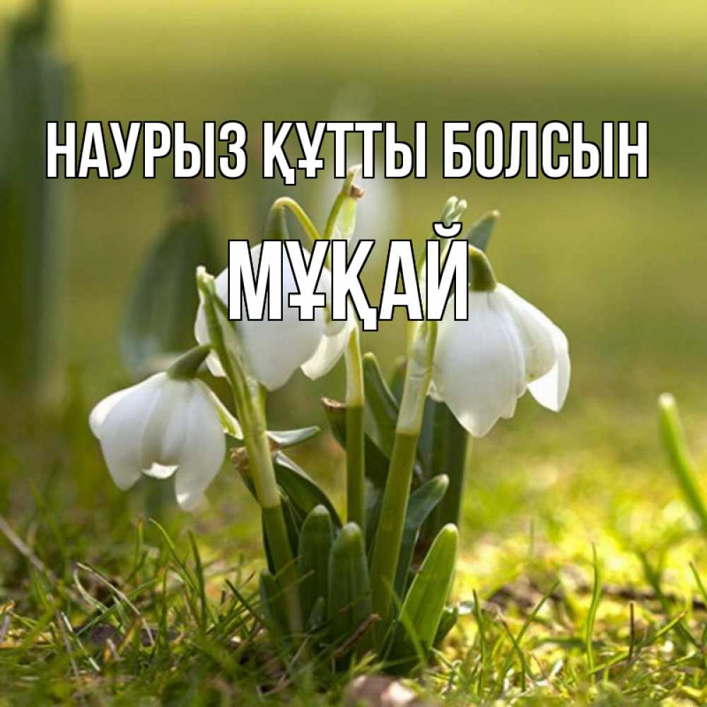 Күн сайын ашық хат с именем, Мұқай Наурыз құтты болсын ранние цветы 2 Онлайн тегін жүктеп алу тілектері бар керемет карта 