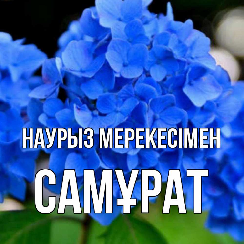Күн сайын ашық хат с именем, САМҰРАТ Наурыз мерекесімен синие цветы Онлайн тегін жүктеп алу тілектері бар керемет карта 