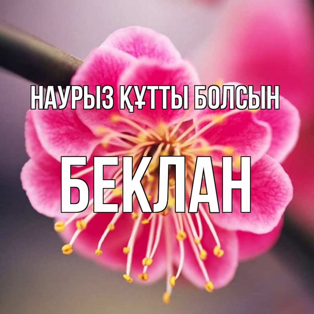 Күн сайын ашық хат с именем, Беклан Наурыз құтты болсын цветы Онлайн тегін жүктеп алу тілектері бар керемет карта 