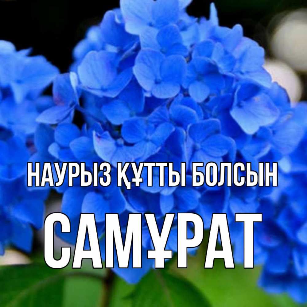 Күн сайын ашық хат с именем, САМҰРАТ Наурыз құтты болсын синие цветы Онлайн тегін жүктеп алу тілектері бар керемет карта 