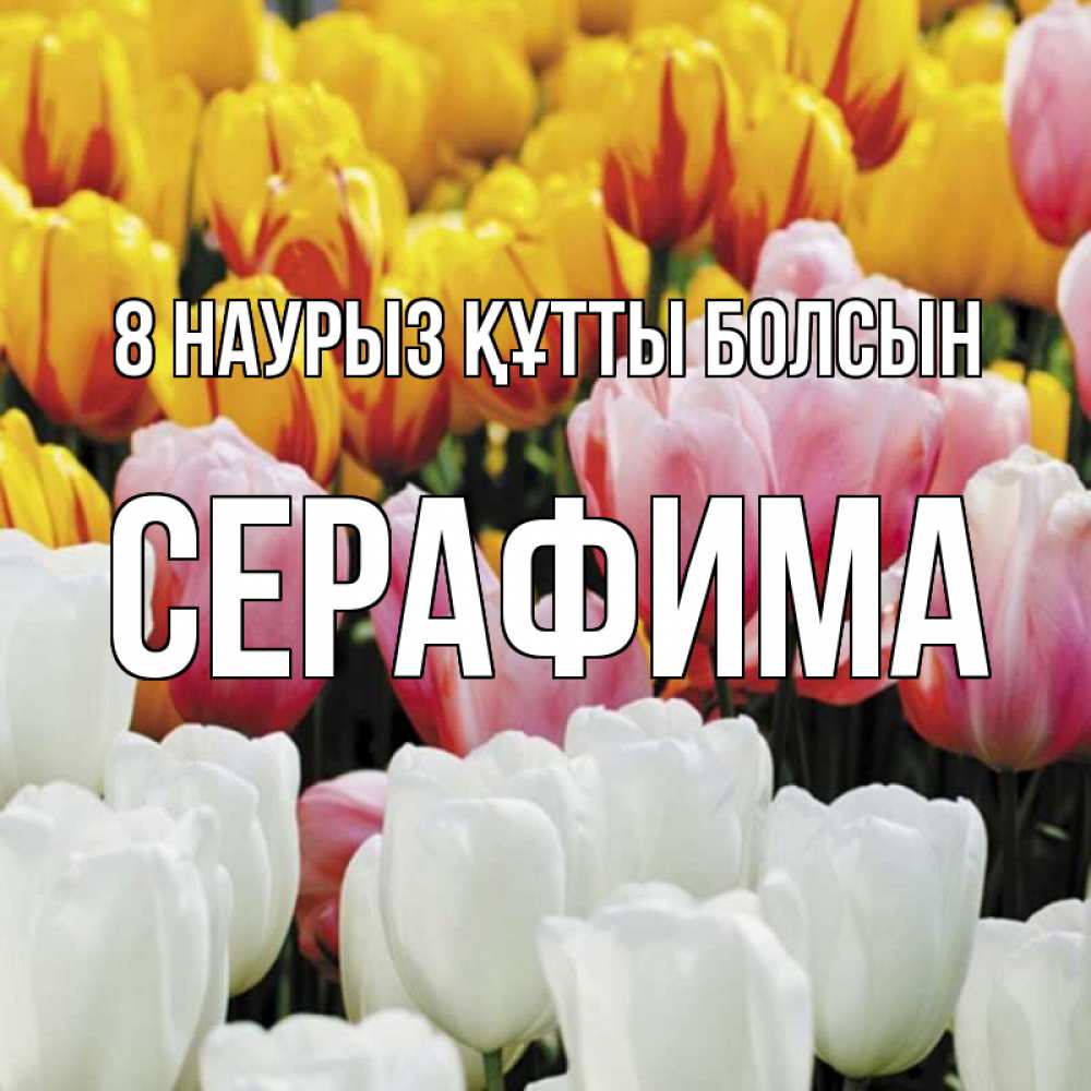 Күн сайын ашық хат с именем, Серафима 8 наурыз құтты болсын разноцветные цветы Онлайн тегін жүктеп алу тілектері бар керемет карта 