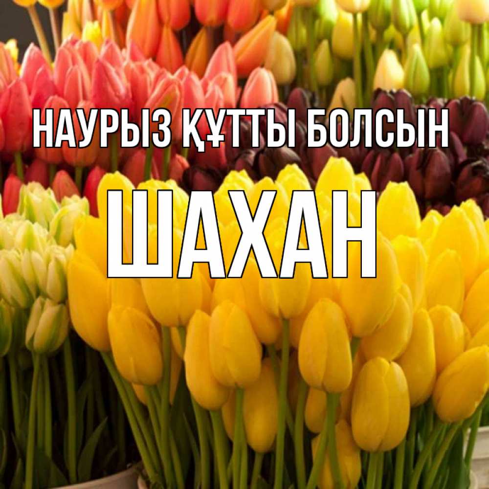 Күн сайын ашық хат с именем, ШАХАН Наурыз құтты болсын цветы Онлайн тегін жүктеп алу тілектері бар керемет карта 