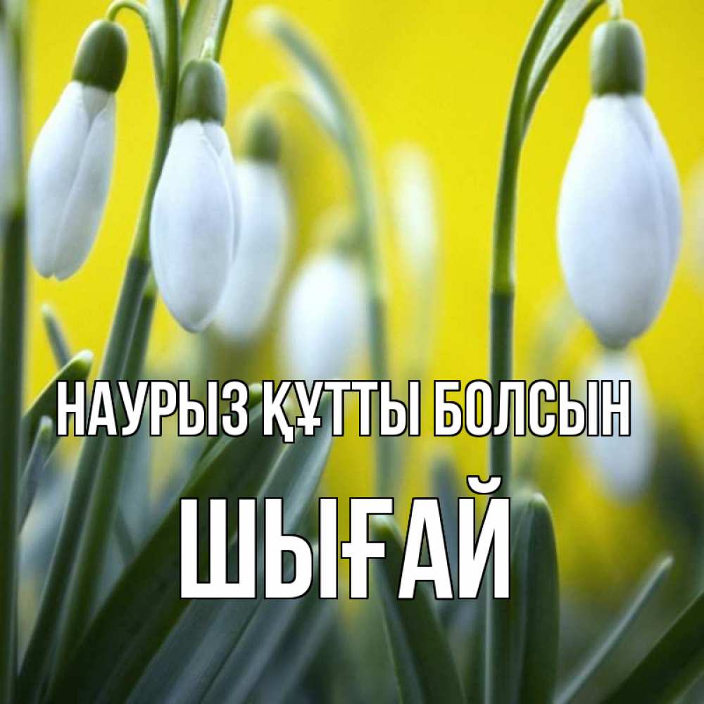 Күн сайын ашық хат с именем, ШЫҒАЙ Наурыз құтты болсын весенние цветы Онлайн тегін жүктеп алу тілектері бар керемет карта 