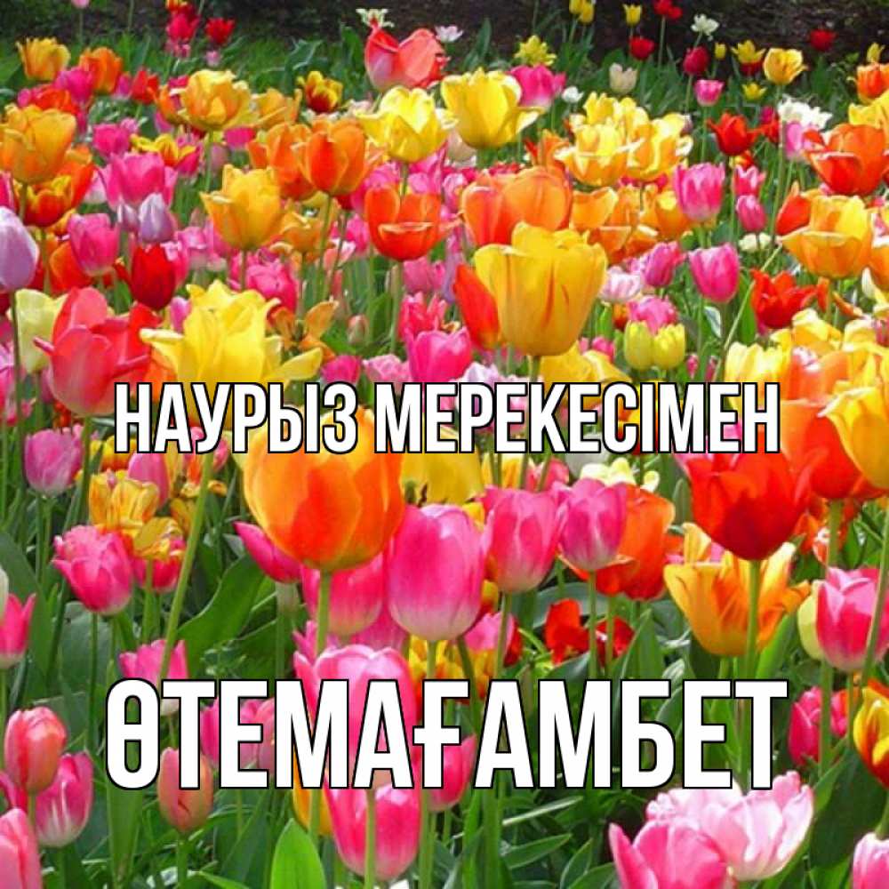 Күн сайын ашық хат с именем, ӨТЕМАҒАМБЕТ Наурыз мерекесімен праздник весны наурыз 4 Онлайн тегін жүктеп алу тілектері бар керемет карта 