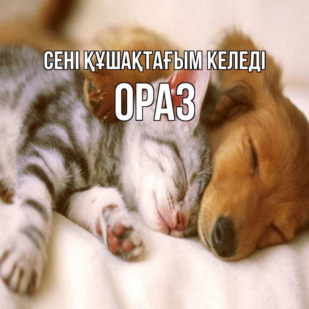 Күн сайын ашық хат с именем, ОРАЗ сені құшақтағым келеді пес и котенок Онлайн тегін жүктеп алу тілектері бар керемет карта 