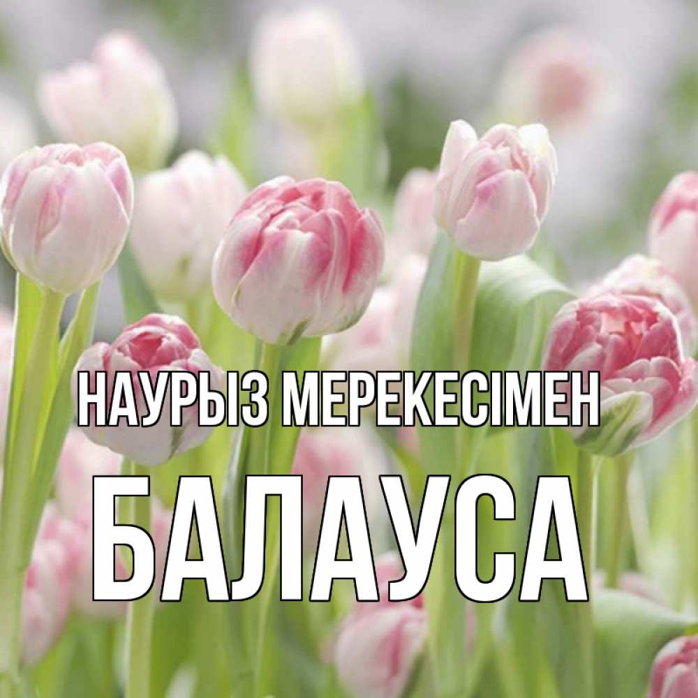 Күн сайын ашық хат с именем, БАЛАУСА Наурыз мерекесімен цветы Онлайн тегін жүктеп алу тілектері бар керемет карта 