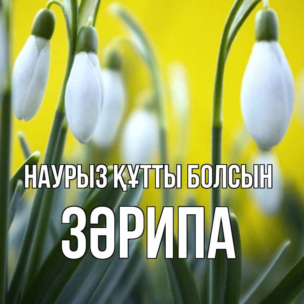 Күн сайын ашық хат с именем, ЗӘРИПА Наурыз құтты болсын весенние цветы Онлайн тегін жүктеп алу тілектері бар керемет карта 