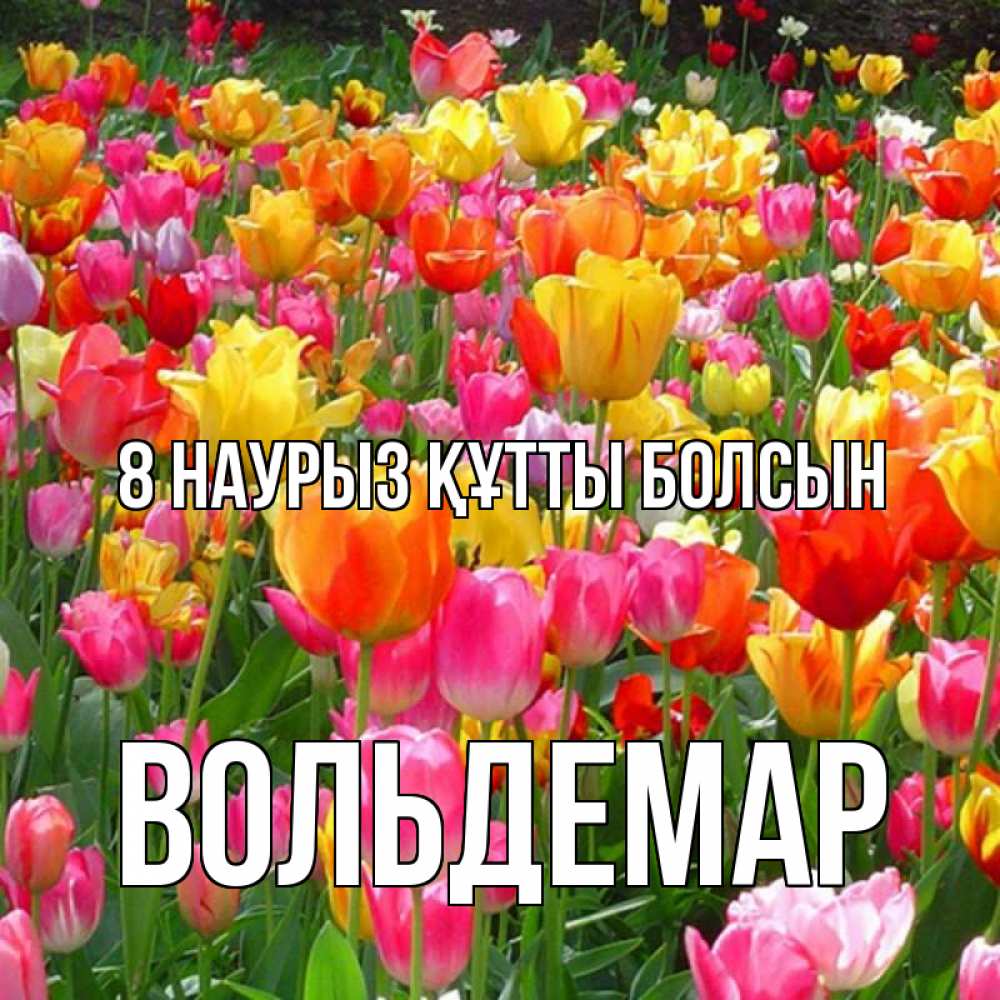 Күн сайын ашық хат с именем, Вольдемар 8 наурыз құтты болсын на международный женский день Онлайн тегін жүктеп алу тілектері бар керемет карта 