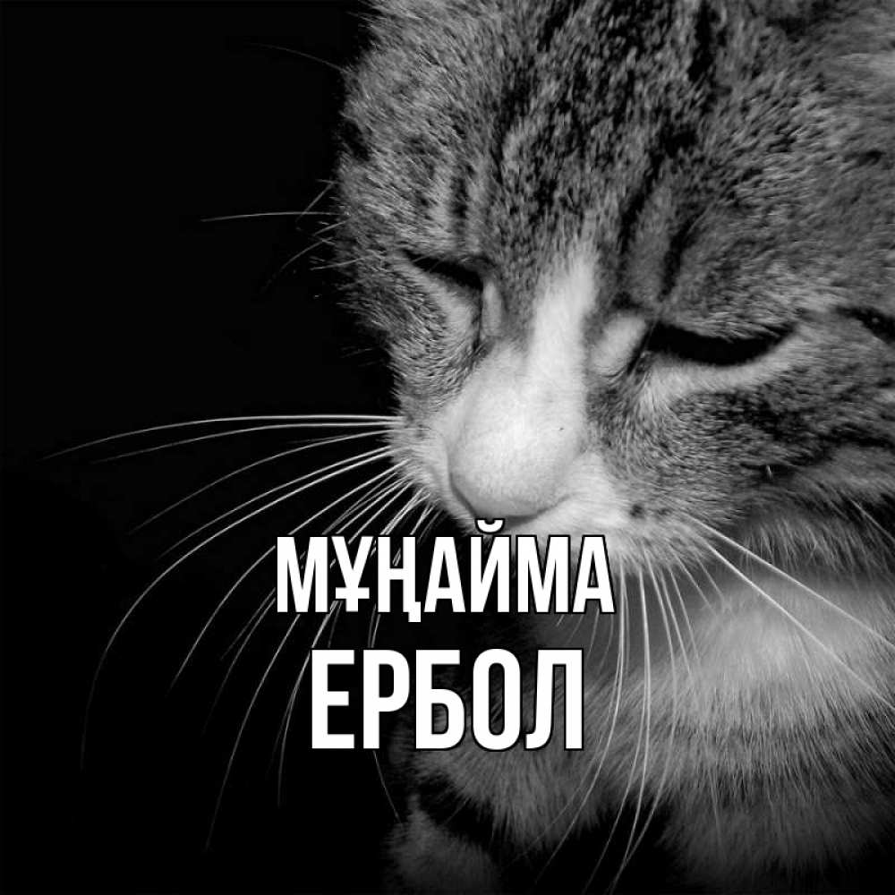 Күн сайын ашық хат с именем, Ербол Мұңайма грустный котик Онлайн тегін жүктеп алу тілектері бар керемет карта 