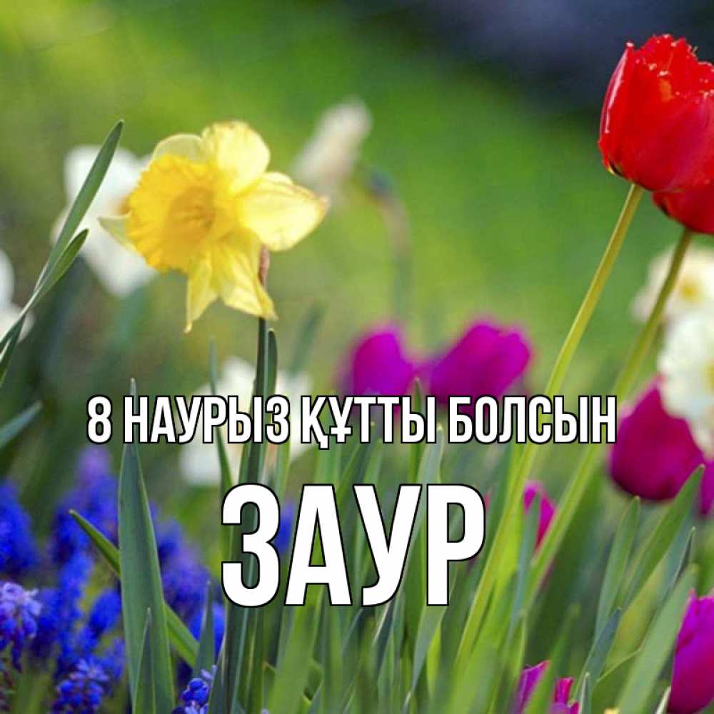 Күн сайын ашық хат с именем, Заур 8 наурыз құтты болсын международный женский день 3 Онлайн тегін жүктеп алу тілектері бар керемет карта 