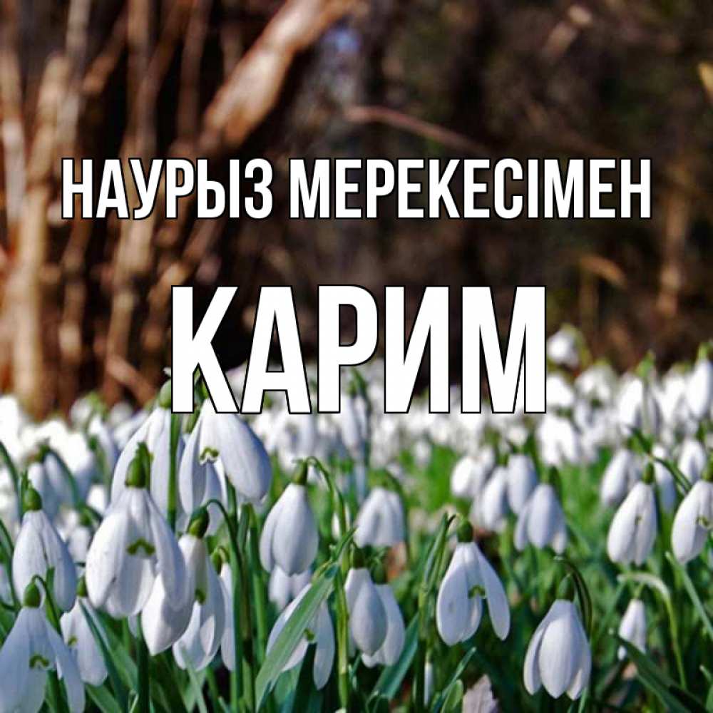 Күн сайын ашық хат с именем, Карим Наурыз мерекесімен с подснежниками 1 Онлайн тегін жүктеп алу тілектері бар керемет карта 