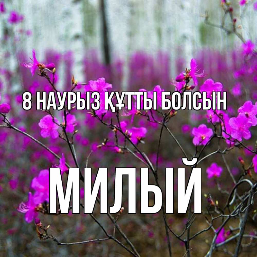 Күн сайын ашық хат с именем, Милый 8 наурыз құтты болсын дикие цветы Онлайн тегін жүктеп алу тілектері бар керемет карта 