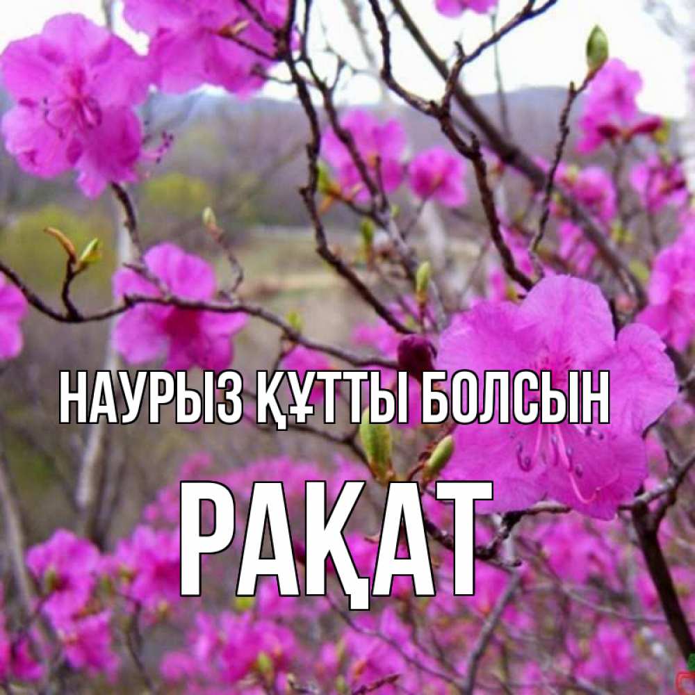 Күн сайын ашық хат с именем, РАҚАТ Наурыз құтты болсын наурыз мейрамы кутты болсын Онлайн тегін жүктеп алу тілектері бар керемет карта 