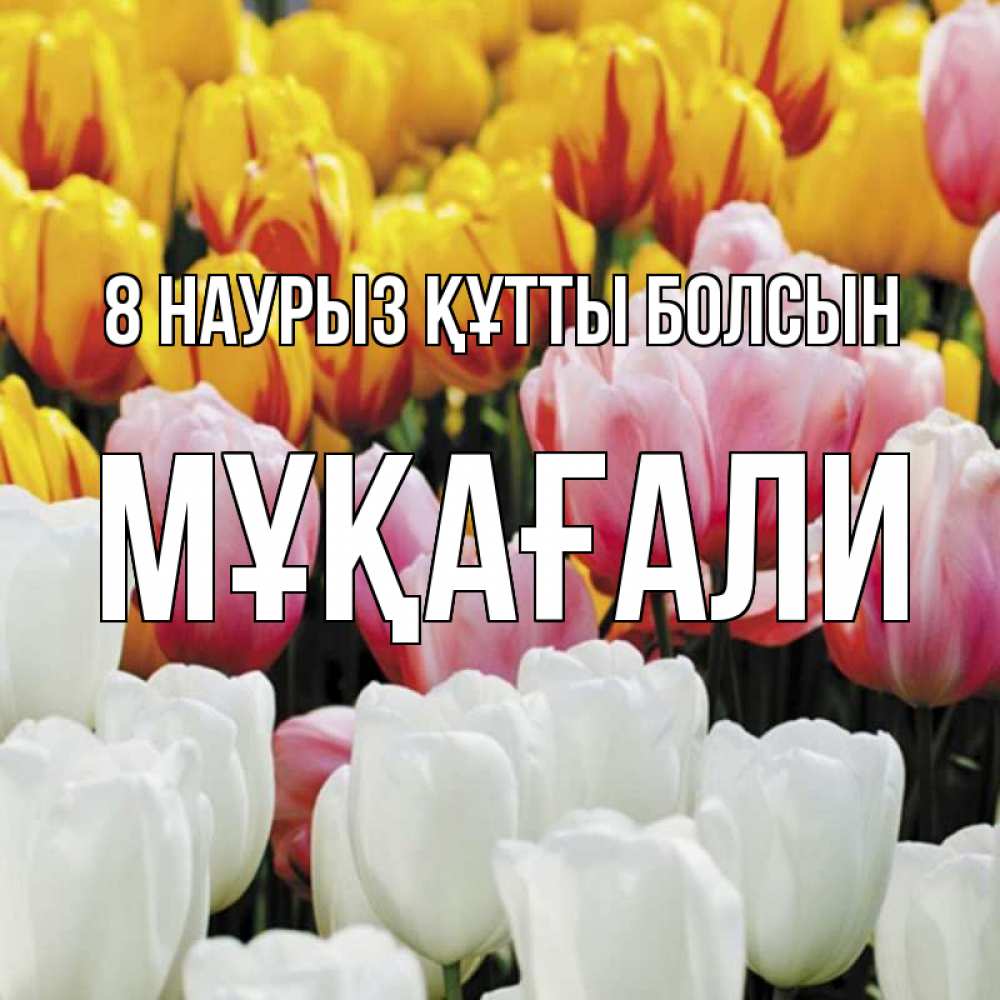 Күн сайын ашық хат с именем, МҰҚАҒАЛИ 8 наурыз құтты болсын разноцветные цветы Онлайн тегін жүктеп алу тілектері бар керемет карта 