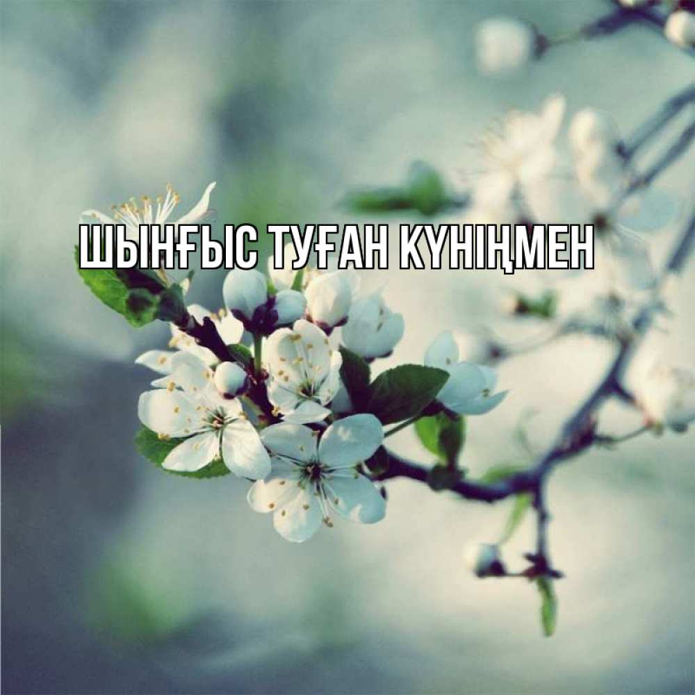 Картинка  с именем , ШЫНҒЫС! ТУҒАН КҮНІҢМЕН!