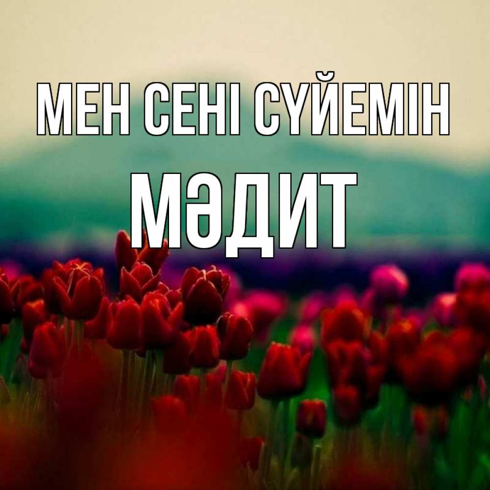 Күн сайын ашық хат с именем, МӘДИТ Мен сені сүйемін тюльпаны 4 Онлайн тегін жүктеп алу тілектері бар керемет карта 