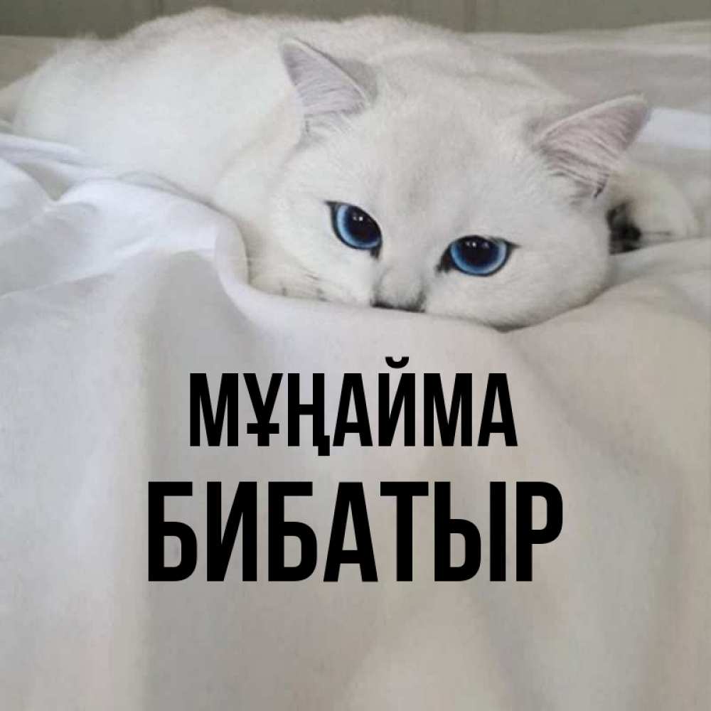 Күн сайын ашық хат с именем, Бибатыр Мұңайма Голубоглазая кошка Онлайн тегін жүктеп алу тілектері бар керемет карта 