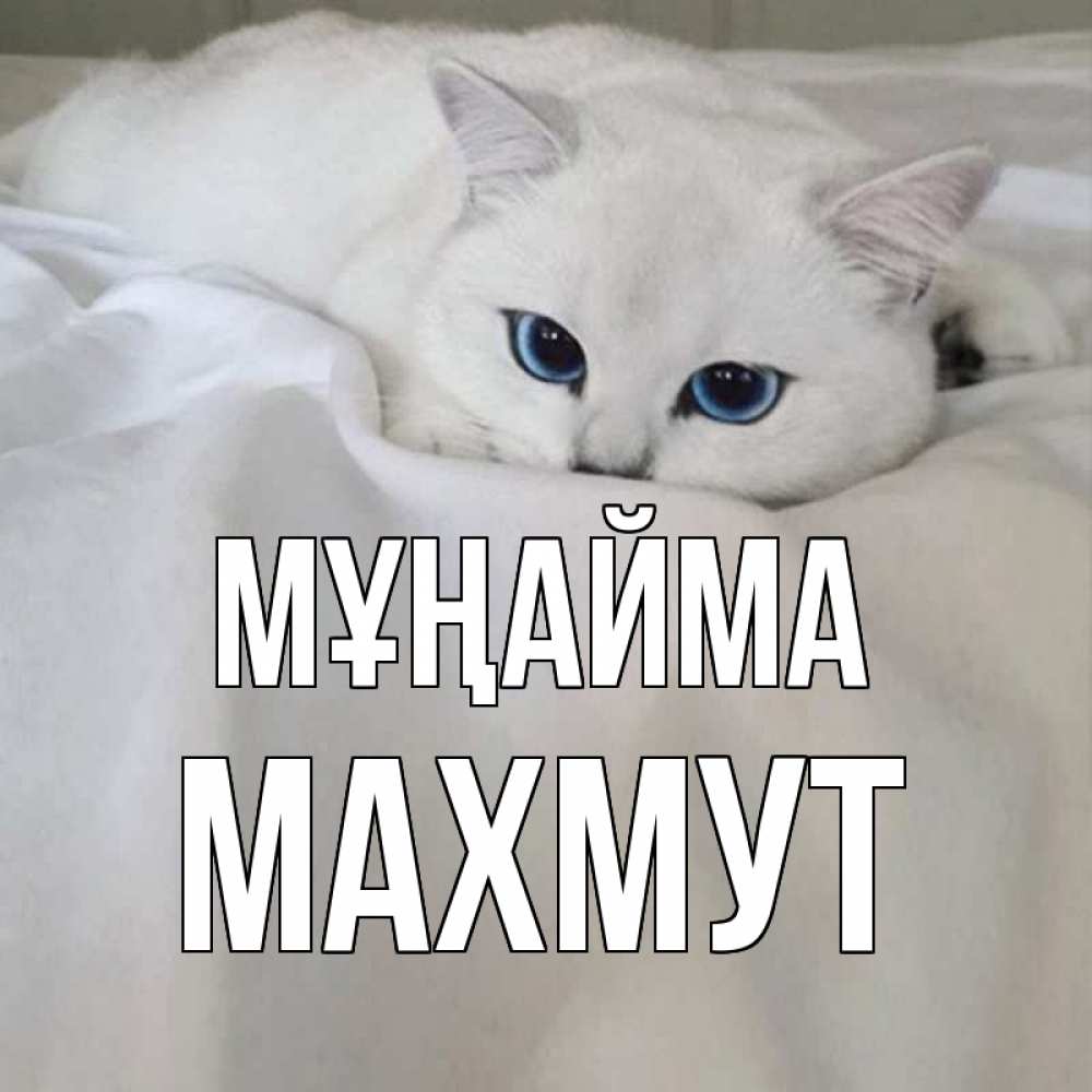 Күн сайын ашық хат с именем, МАХМУТ Мұңайма белый кот с голубыми глазами на белоснежной кровати Онлайн тегін жүктеп алу тілектері бар керемет карта 
