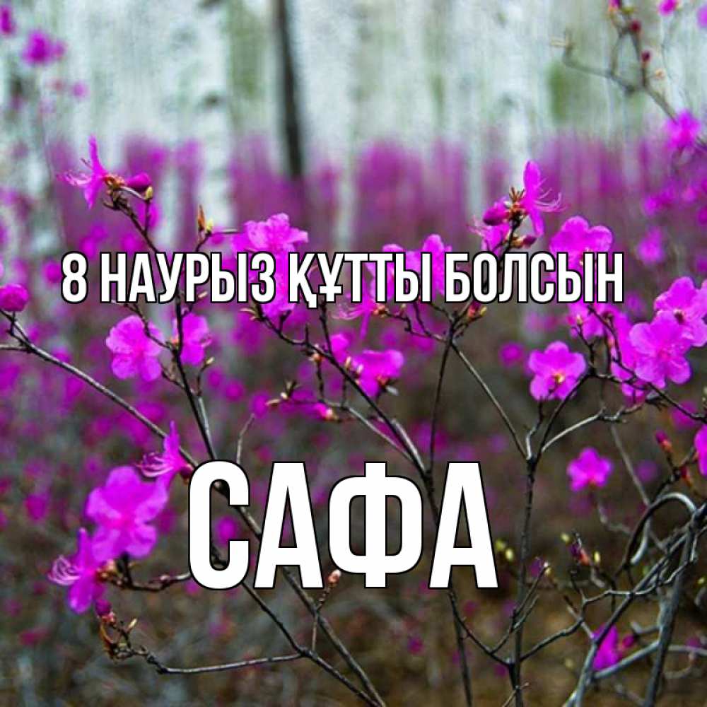Күн сайын ашық хат с именем, САФА 8 наурыз құтты болсын дикие цветы Онлайн тегін жүктеп алу тілектері бар керемет карта 