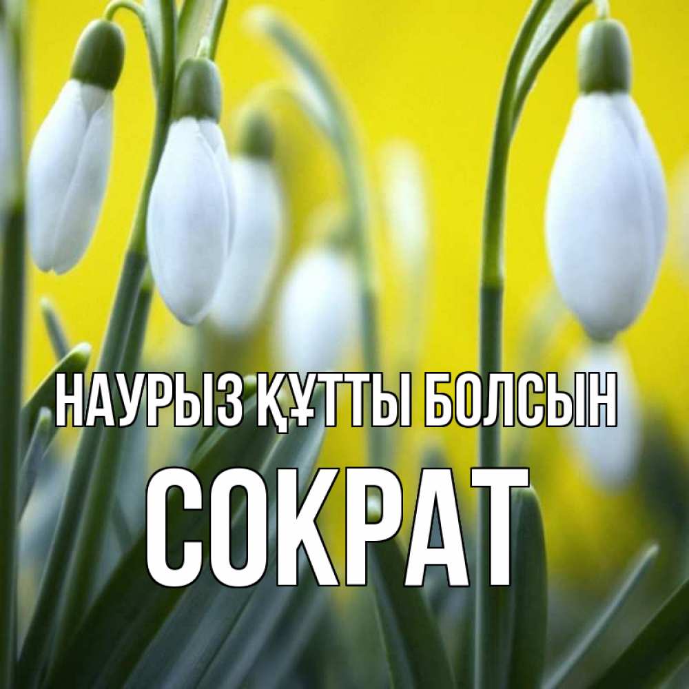 Күн сайын ашық хат с именем, Сократ Наурыз құтты болсын весенние цветы Онлайн тегін жүктеп алу тілектері бар керемет карта 
