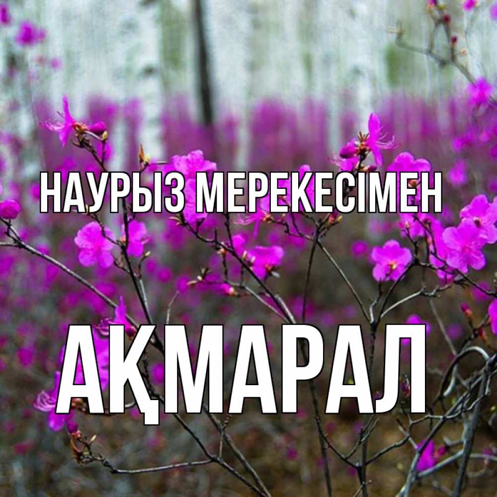 Күн сайын ашық хат с именем, АҚМАРАЛ Наурыз мерекесімен дикие цветы Онлайн тегін жүктеп алу тілектері бар керемет карта 