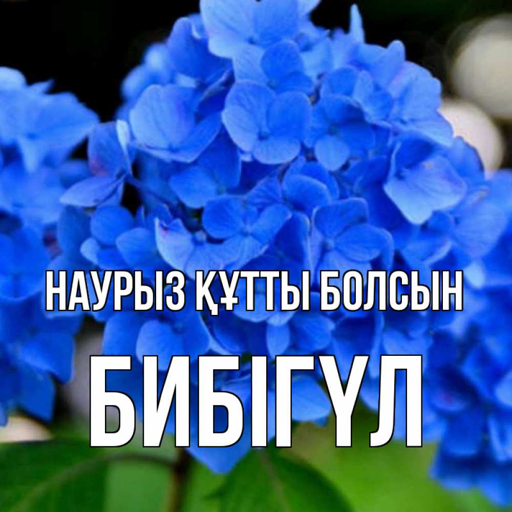 Күн сайын ашық хат с именем, БИБІГҮЛ Наурыз құтты болсын синие цветы Онлайн тегін жүктеп алу тілектері бар керемет карта 
