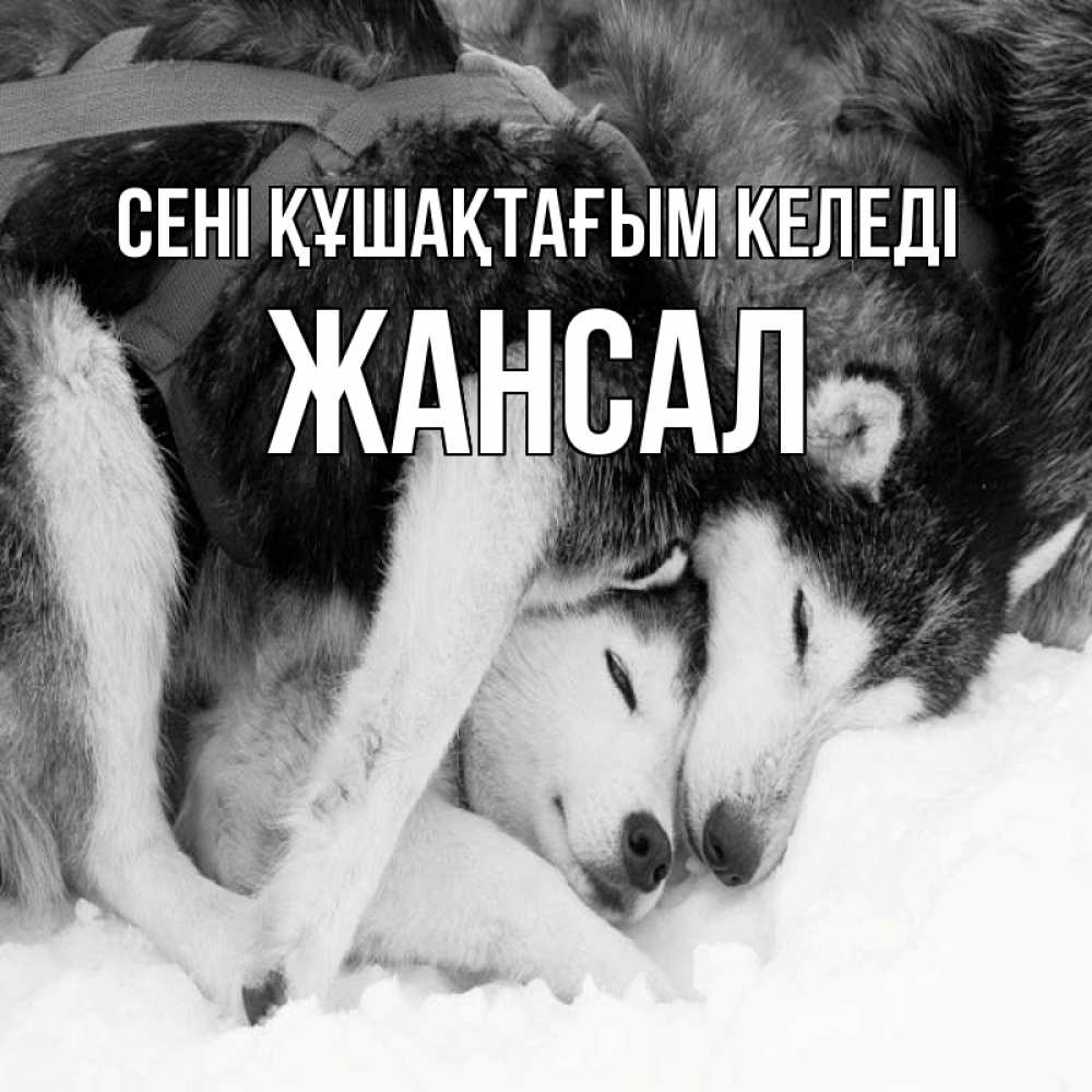 Күн сайын ашық хат с именем, Жансал сені құшақтағым келеді собачки в упряжке Онлайн тегін жүктеп алу тілектері бар керемет карта 