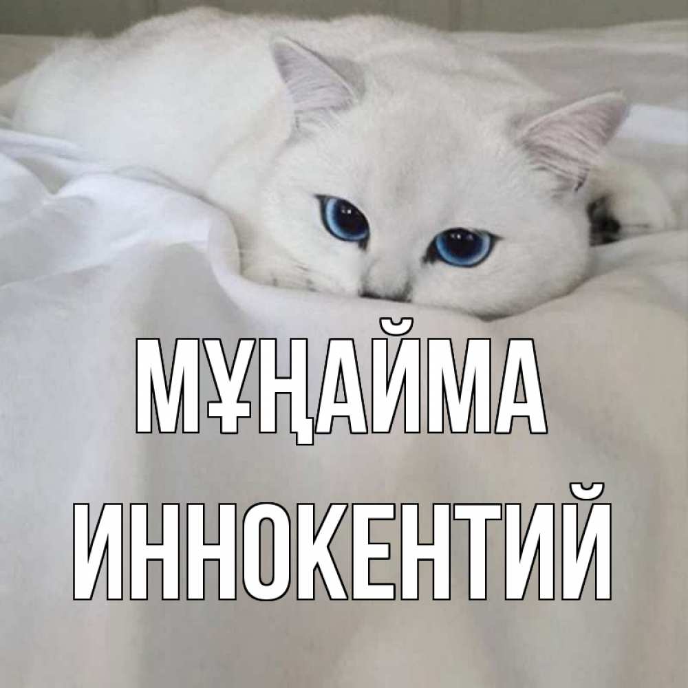 Күн сайын ашық хат с именем, Иннокентий Мұңайма белый кот с голубыми глазами на белоснежной кровати Онлайн тегін жүктеп алу тілектері бар керемет карта 