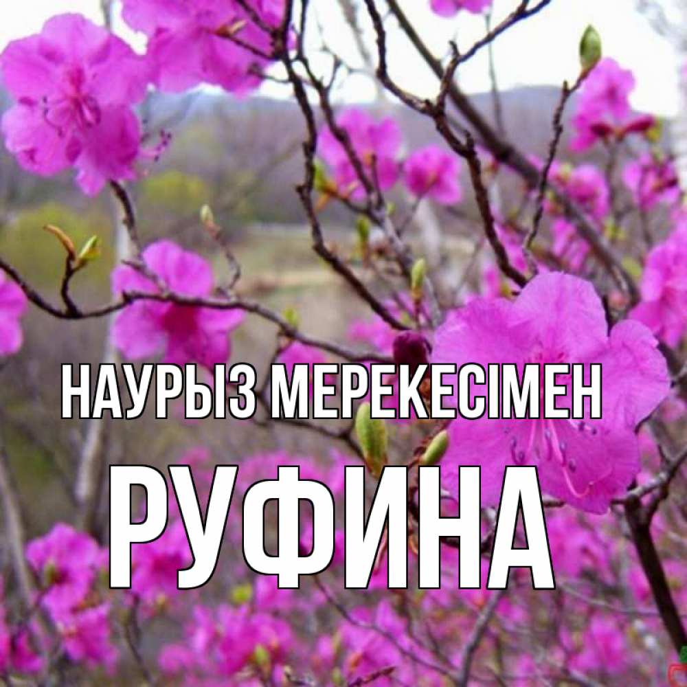 Күн сайын ашық хат с именем, Руфина Наурыз мерекесімен праздник весны наурыз Онлайн тегін жүктеп алу тілектері бар керемет карта 
