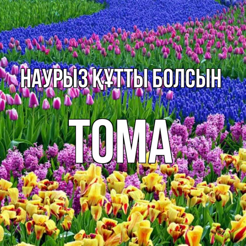 Күн сайын ашық хат с именем, Тома Наурыз құтты болсын цветы Онлайн тегін жүктеп алу тілектері бар керемет карта 