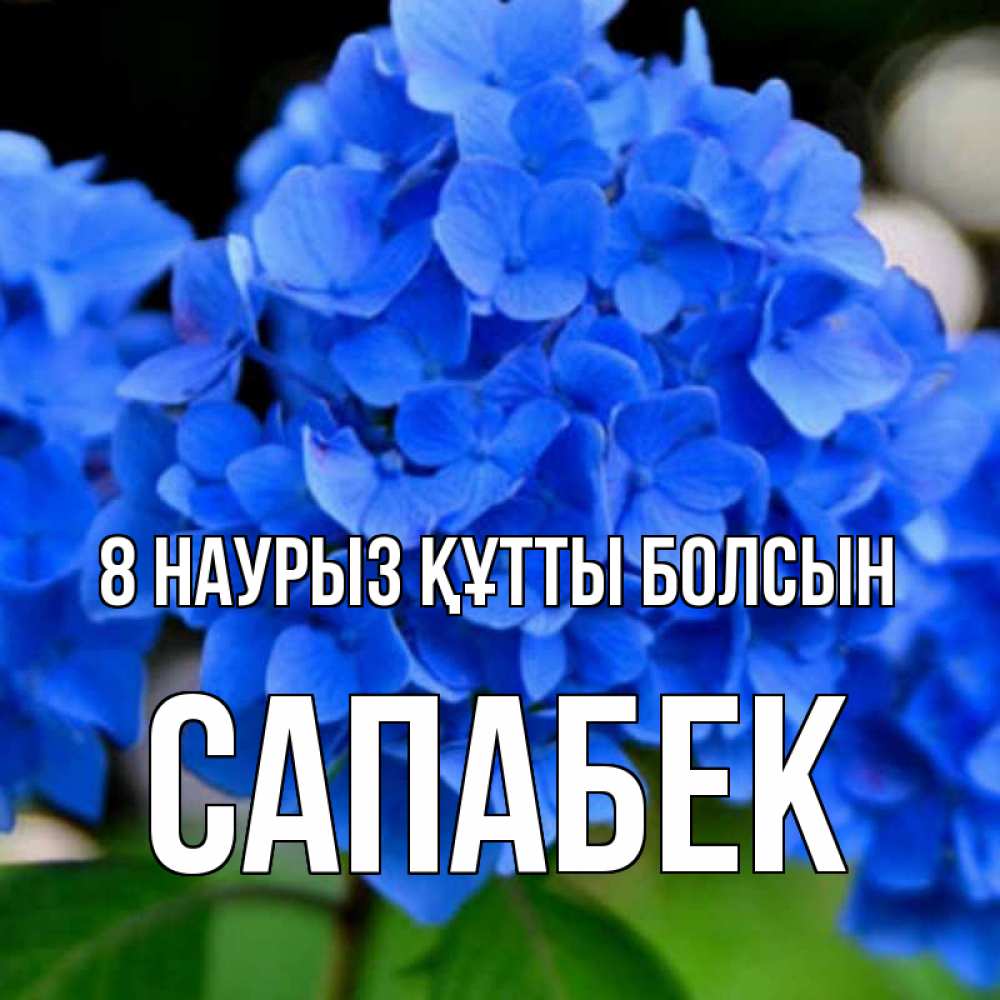 Күн сайын ашық хат с именем, САПАБЕК 8 наурыз құтты болсын синие цветы Онлайн тегін жүктеп алу тілектері бар керемет карта 