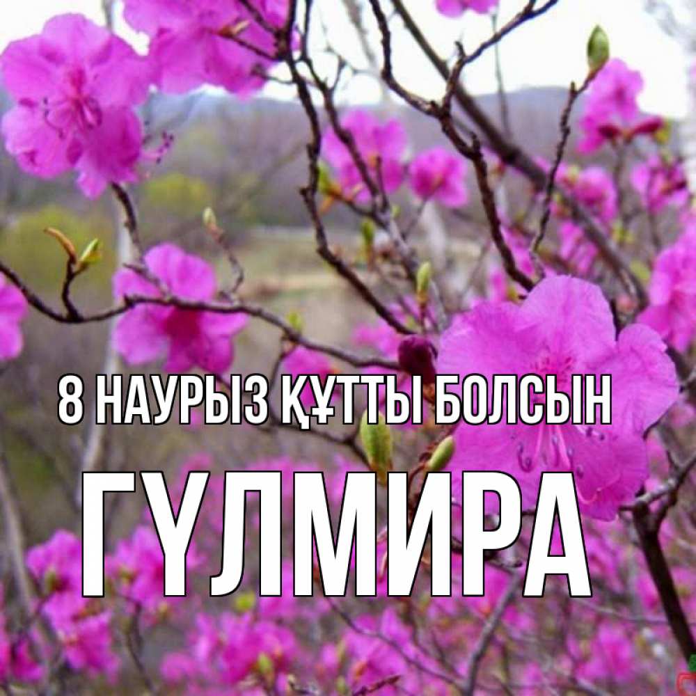 Күн сайын ашық хат с именем, ГҮЛМИРА 8 наурыз құтты болсын международный женский день Онлайн тегін жүктеп алу тілектері бар керемет карта 