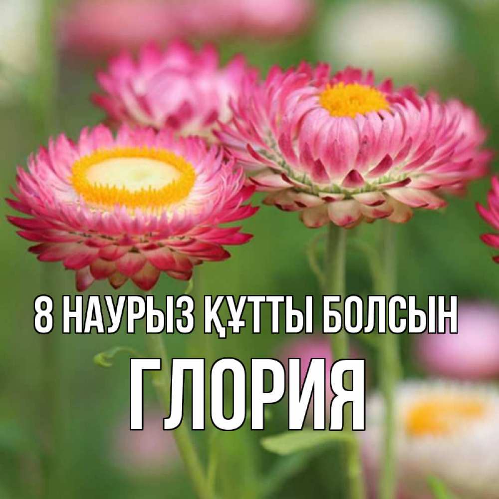 Күн сайын ашық хат с именем, Глория 8 наурыз құтты болсын подарок на международный женский день Онлайн тегін жүктеп алу тілектері бар керемет карта 
