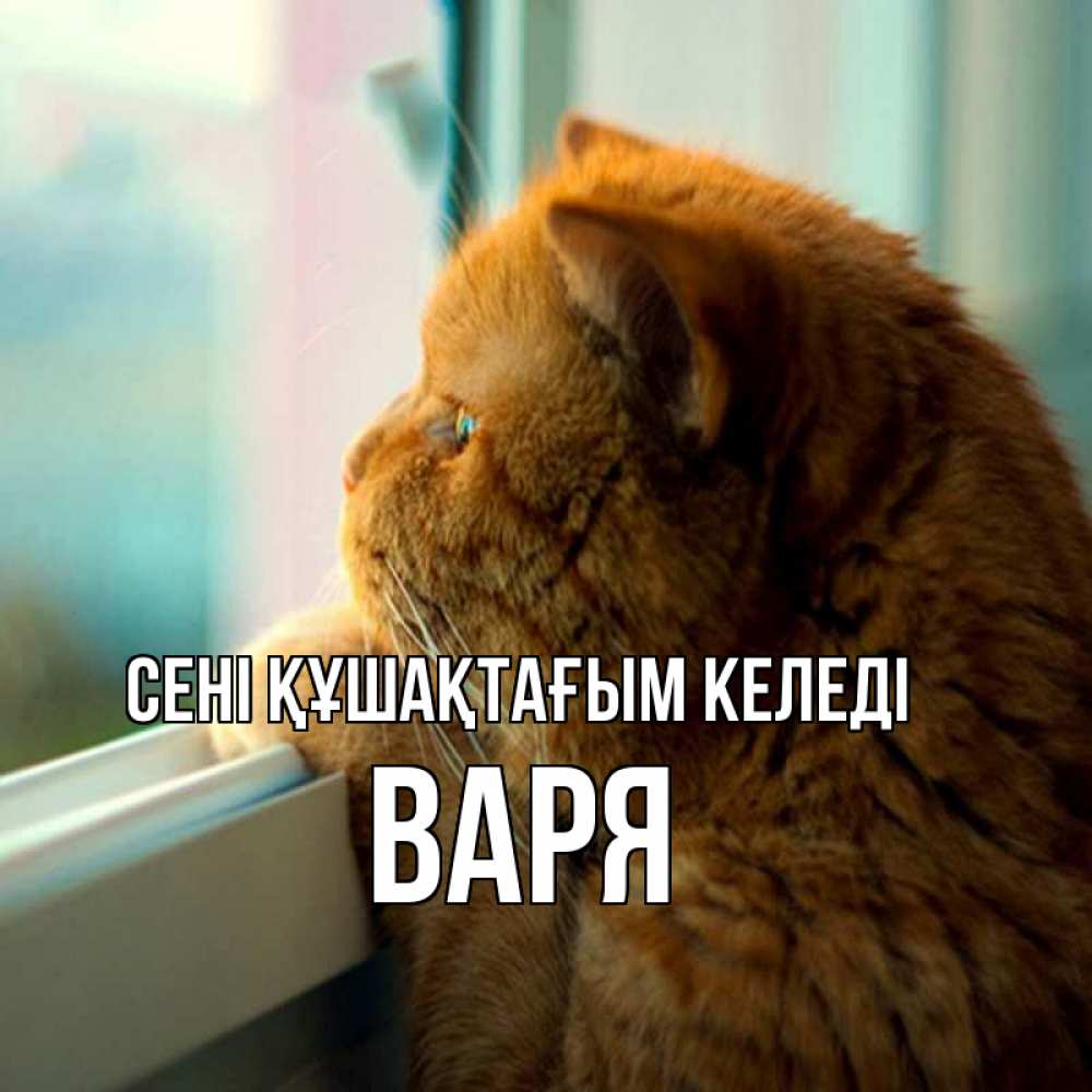 Күн сайын ашық хат с именем, Варя сені құшақтағым келеді большой огромный рыжий котяра Онлайн тегін жүктеп алу тілектері бар керемет карта 