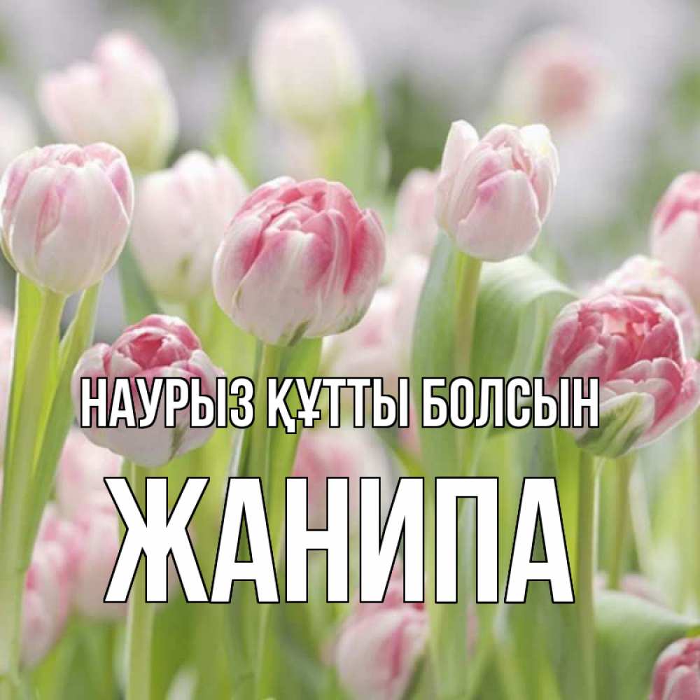 Күн сайын ашық хат с именем, ЖАНИПА Наурыз құтты болсын цветы Онлайн тегін жүктеп алу тілектері бар керемет карта 