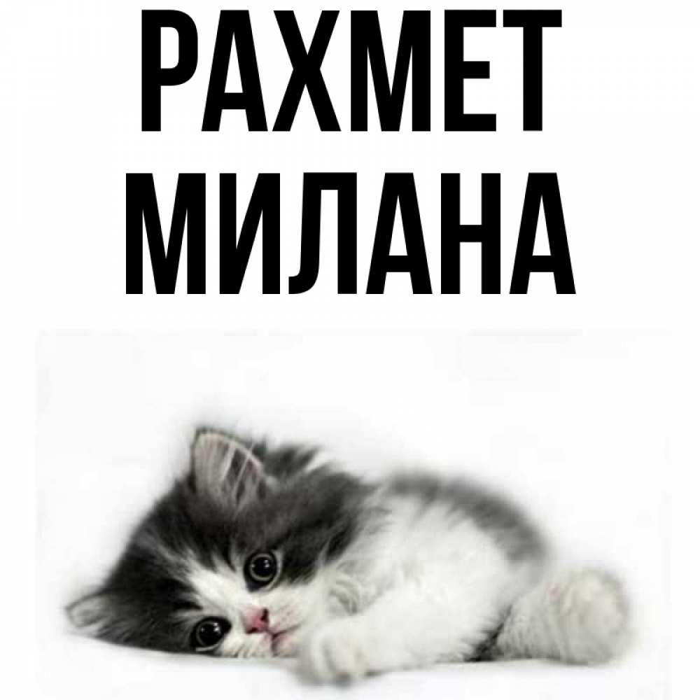 Күн сайын ашық хат с именем, Милана рахмет черный и белый кот Онлайн тегін жүктеп алу тілектері бар керемет карта 
