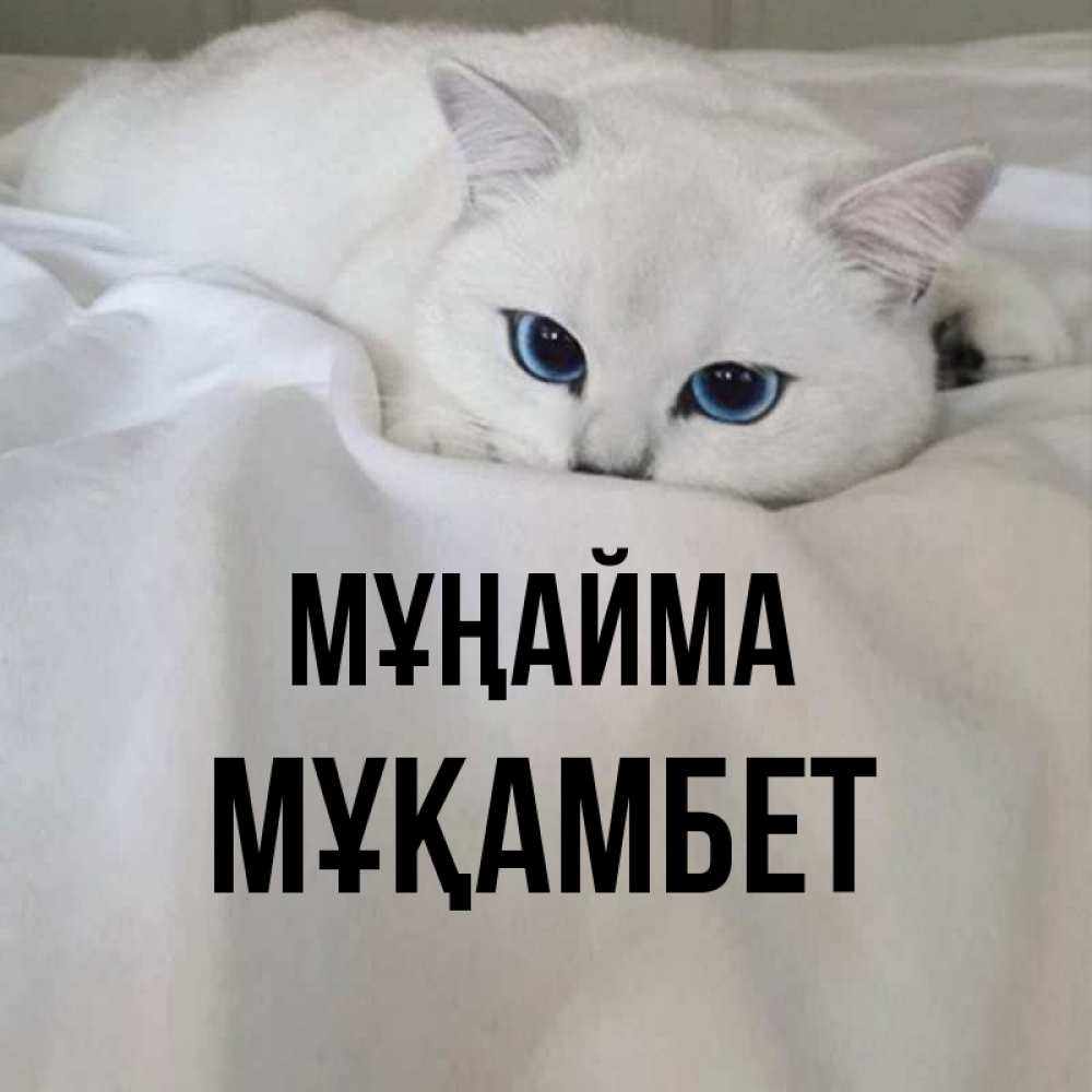 Күн сайын ашық хат с именем, МҰҚАМБЕТ Мұңайма Голубоглазая кошка Онлайн тегін жүктеп алу тілектері бар керемет карта 